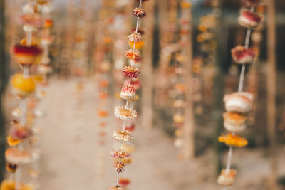 Close-up of flowering plants at market stall