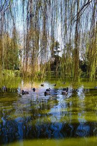 Ducks swimming in lake against trees