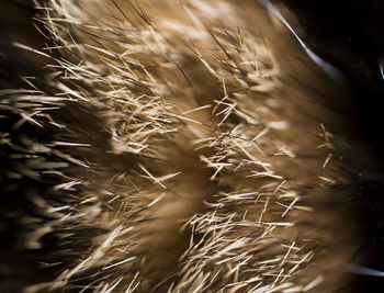 Full frame shot of wheat field