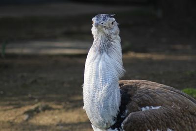 Close-up of a bird looking away