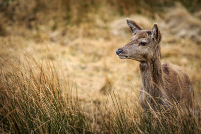 View of deer on field