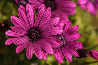 Close-up of pink flowers