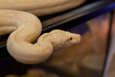 Close-up of a lizard