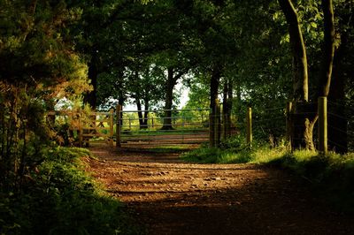 Trees in forest