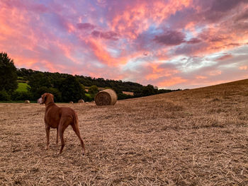 View of a horse on field