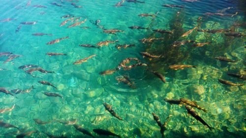 Close-up of fish in sea