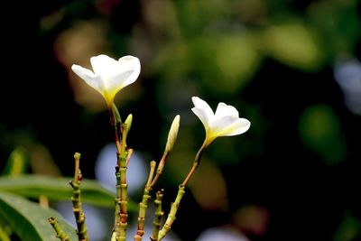 Close-up of white flowering plant