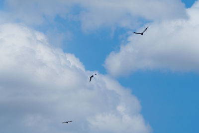 Low angle view of birds flying in sky