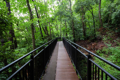 Footbridge amidst trees in forest