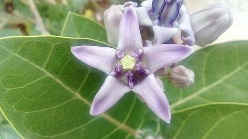 Close-up of flower blooming outdoors