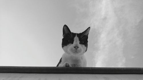 Portrait of cat on retaining wall against sky