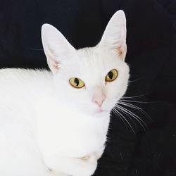 Close-up portrait of white cat