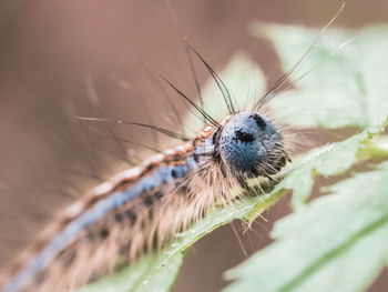 Close-up of insect