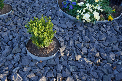 High angle view of potted plant on stone
