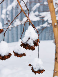 Close-up of frozen leaves on snow covered land