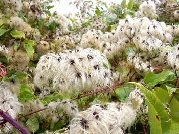 Close-up of plant against white background