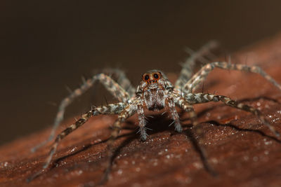 Spider, lycosidae on the rock, wolf spiders are members of the family lycosidae.