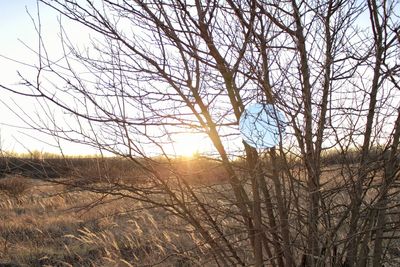 Silhouette of trees on landscape at sunset