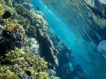 Beautiful tropical fish, marsa alam, egypt