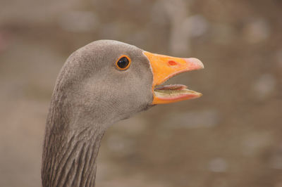 Close-up of a bird