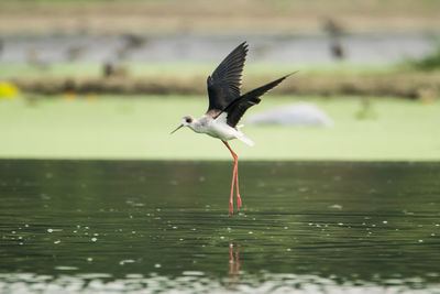 Bird flying over lake