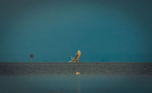 View of seagull on beach