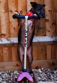 Low section of dog standing on wood