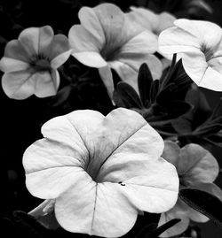 Close-up of white flowering plants