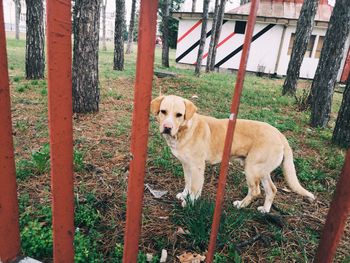 Portrait of dog standing by tree trunk