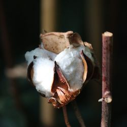 Close-up of dry flower