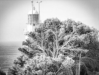 Plants and trees by sea against sky