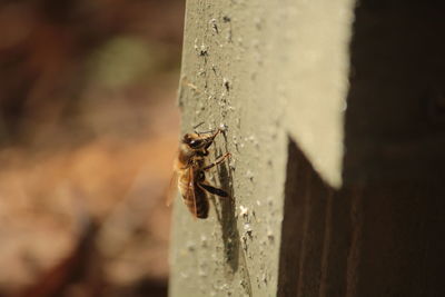 Close-up of insect on tree trunk