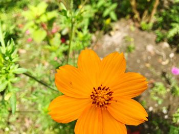 Close-up of yellow flower blooming outdoors
