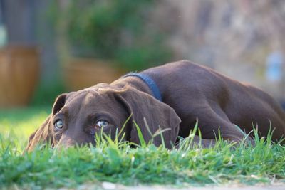 Close-up of dog on field