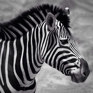 Close-up of zebra