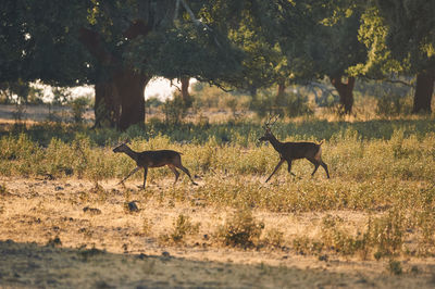 Deer in a forest