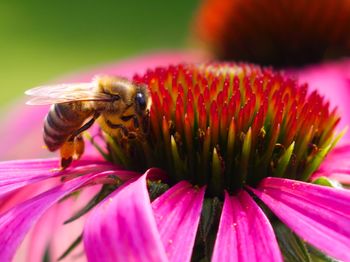 Close-up of bee pollinating on pink flower