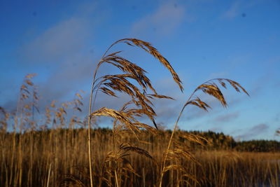 Close-up of wheat growing on field against sky