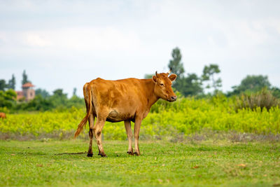 Cow on a field