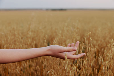 Close-up of woman hand in wheat crop field