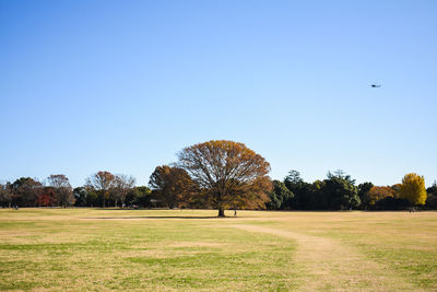Trees on field against clear sky