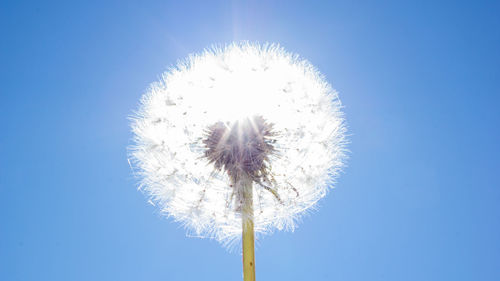 Low angle view of dandelion against blue sky