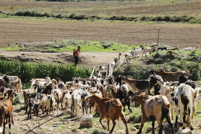 Flock of goats grazing on field