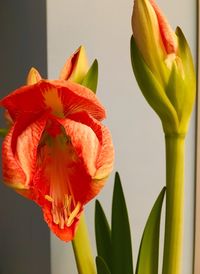 Close-up of day lily plant