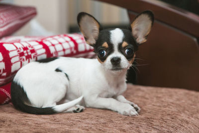 Chihuahua lies on a brown sofa against the background of a bedspread with a red and white pattern