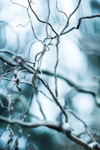 Close-up of snow on plant