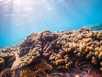 View of coral in sea