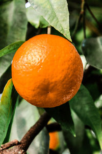 Close-up of orange fruit on tree