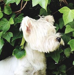 Close-up of a dog