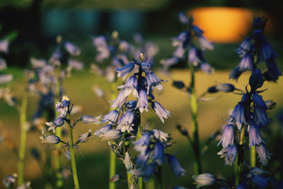 Close-up of purple flowering plant on field